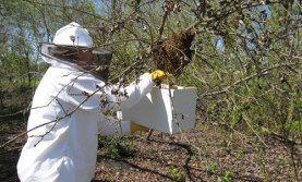 Beekeepers and hives