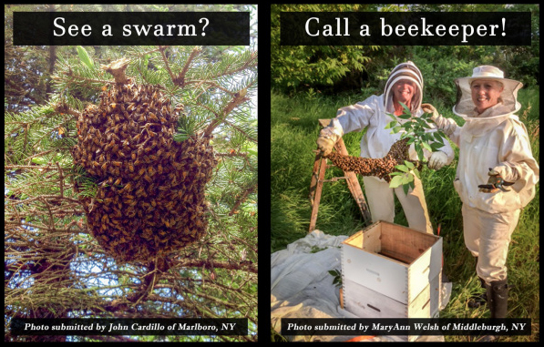 If you see a swarm, file a report on HoneyBees911.com!