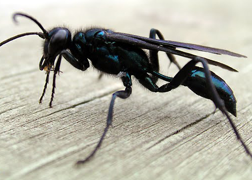 Organ-Pipe Wasp