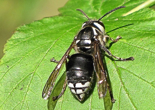White-Faced Hornet