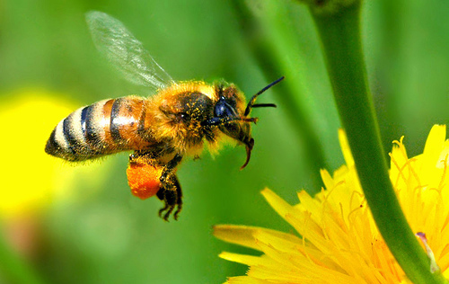 Honey Bee in flight