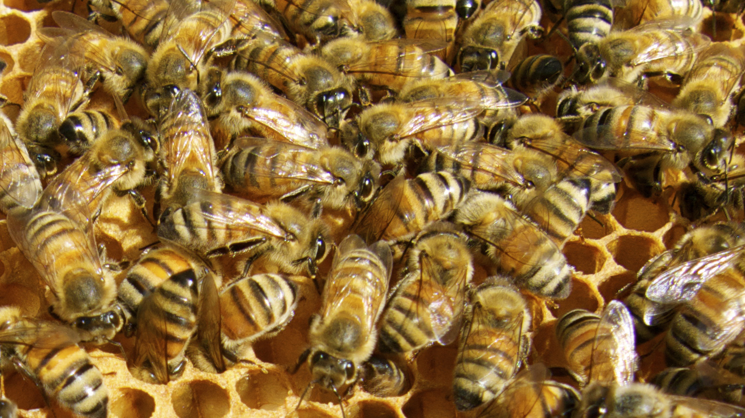 Honey Bees on comb